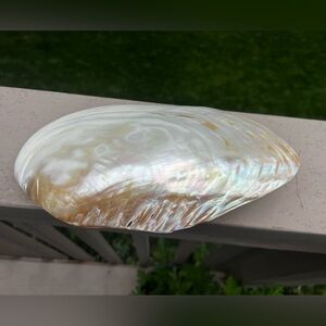 Natural GIANT Mussel Full Paired Shell Mother of Pearl Irredescent Seashell